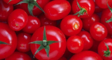 Top 10 receptů, jak si doma vyrobit rajčatový protlak z rajčat